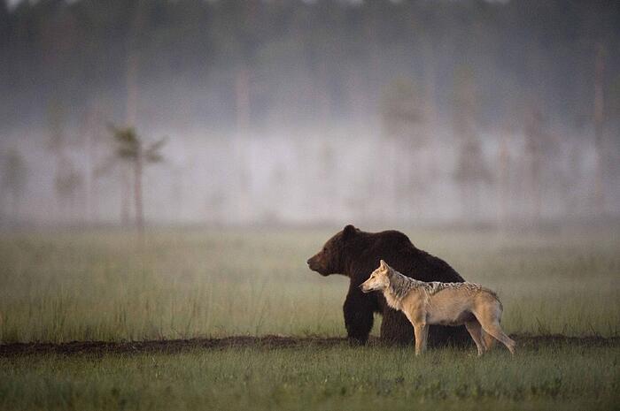 Bear-and-Wolf